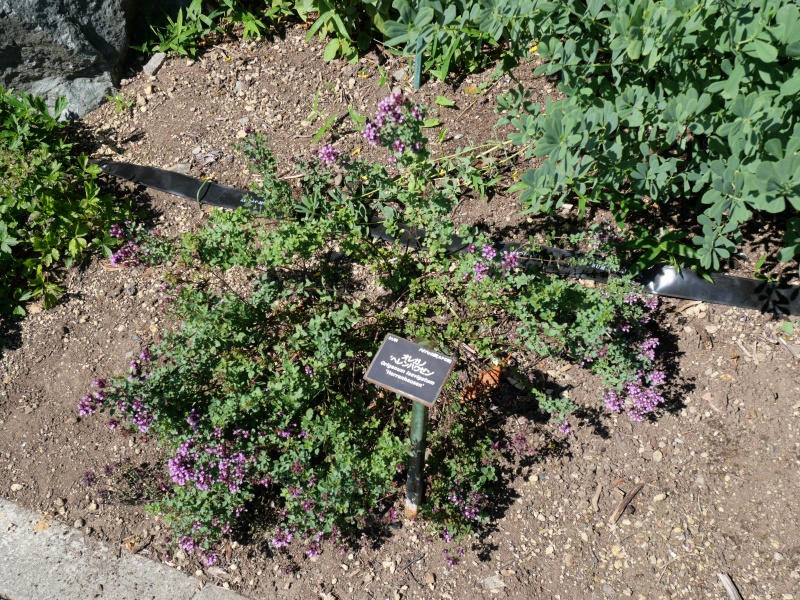 Origanum laevigatum ‘Herrenhausen’