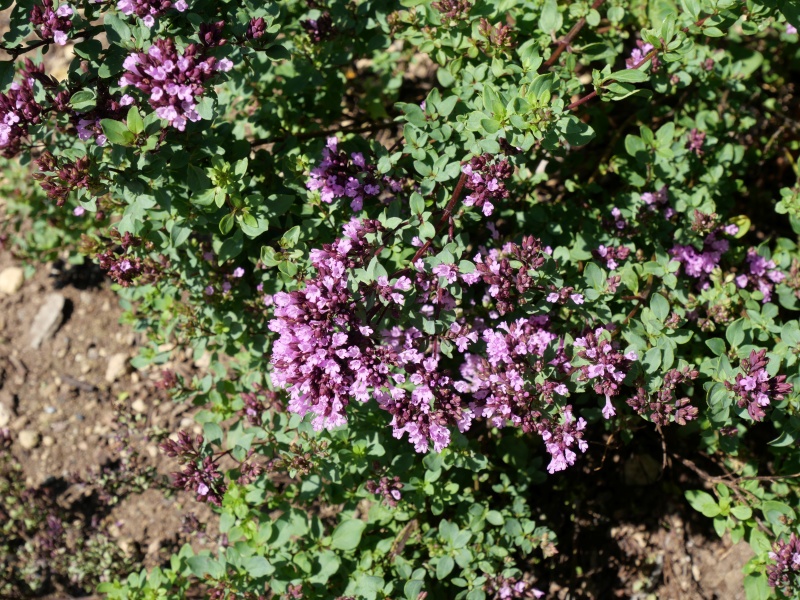 Origanum laevigatum ‘Herrenhausen’