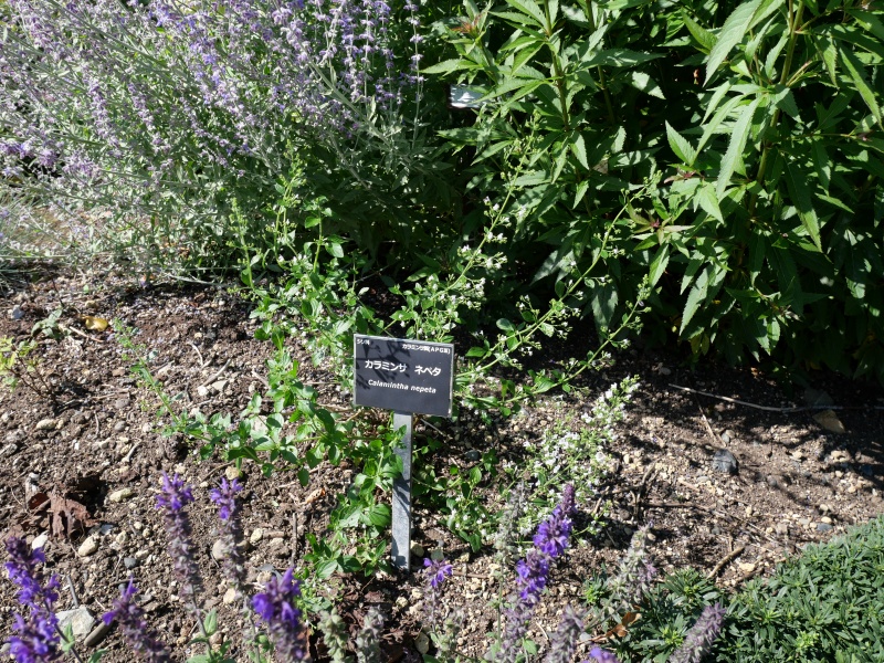 Clinopodium nepeta (L.) Kuntze