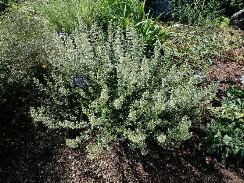 Clinopodium nepeta ‘White Cloud’