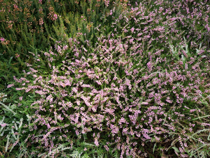 Calluna vulgaris ‘J.H. Hamilton’