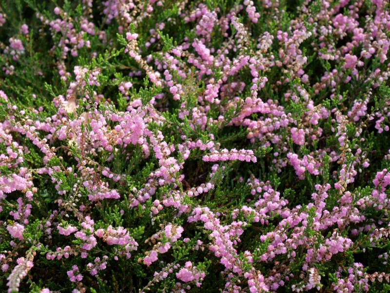 Calluna vulgaris ‘J.H. Hamilton’