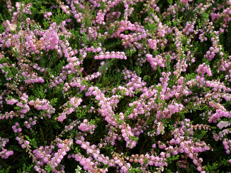 Calluna vulgaris ‘J.H. Hamilton’