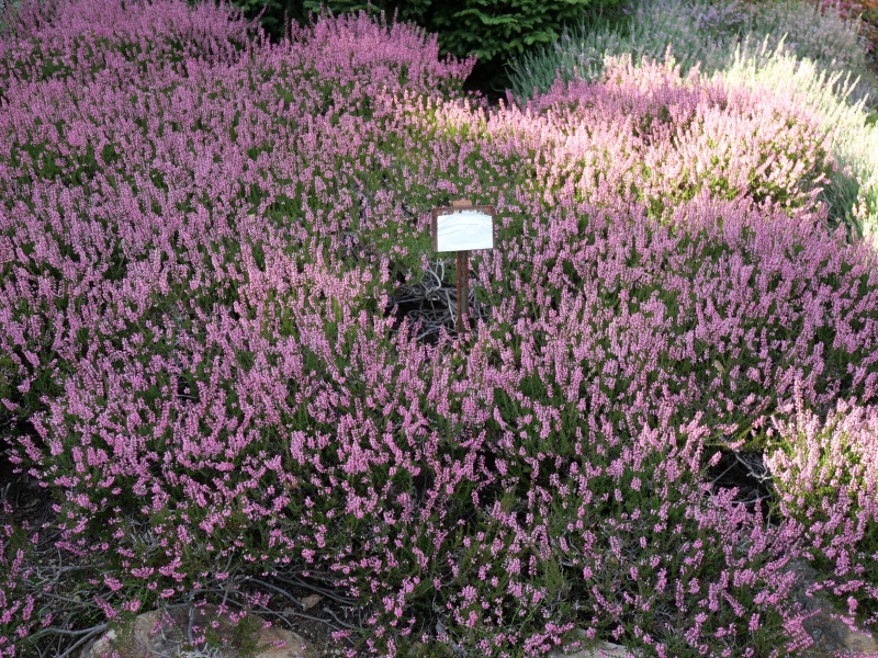 Calluna vulgaris ‘Alexandra’