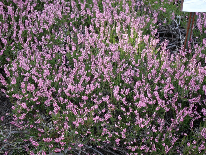Calluna vulgaris ‘Alexandra’