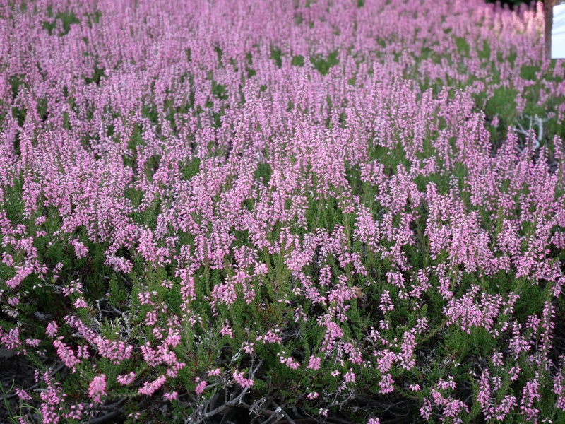 Calluna vulgaris ‘Alexandra’