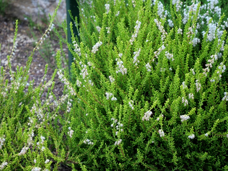 Calluna vulgaris ‘Gold Haze’