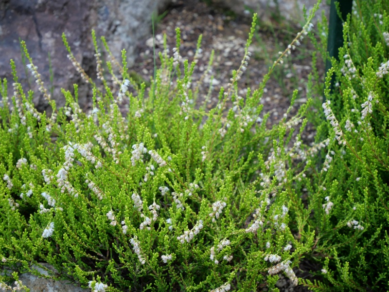 Calluna vulgaris ‘Gold Haze’