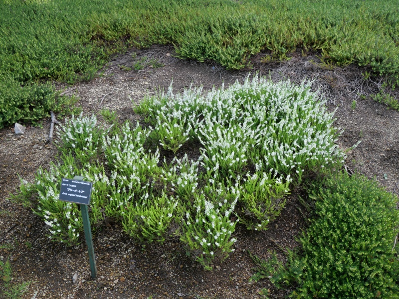 Calluna vulgaris ‘Serlei Aurea’
