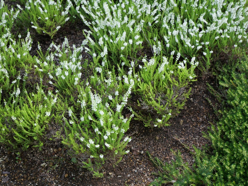 Calluna vulgaris ‘Serlei Aurea’