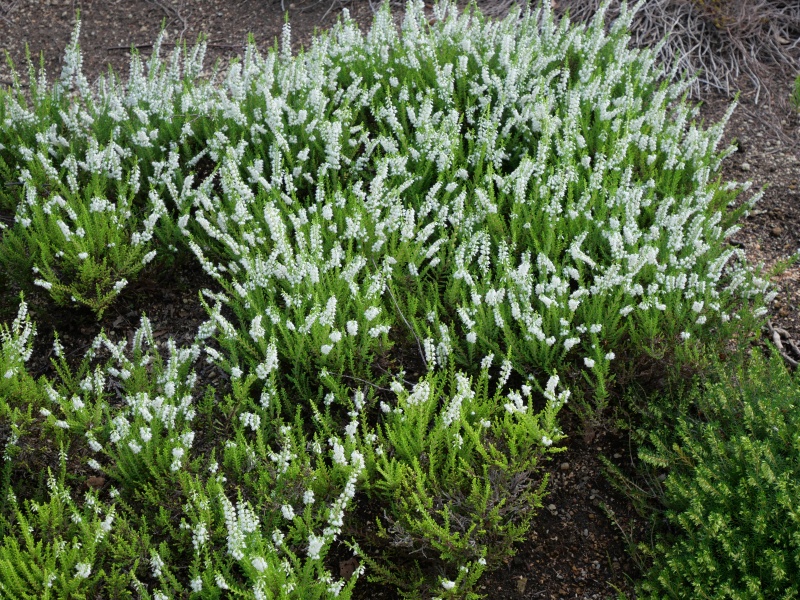 Calluna vulgaris ‘Serlei Aurea’