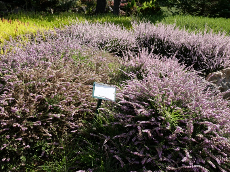 Calluna vulgaris ‘Jan Dekker’