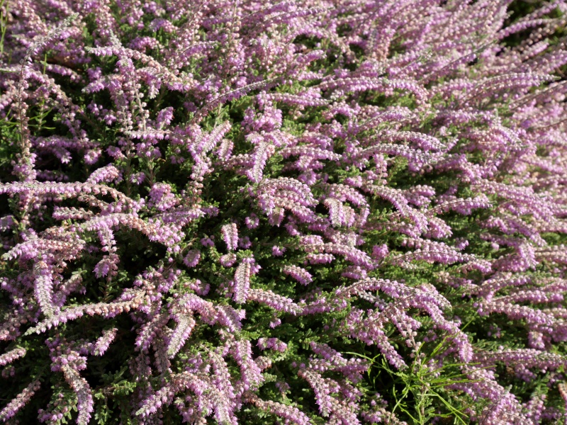 Calluna vulgaris ‘Jan Dekker’