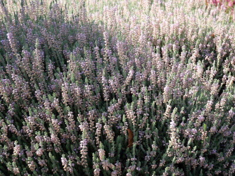 Calluna vulgaris ‘Silver Rose’