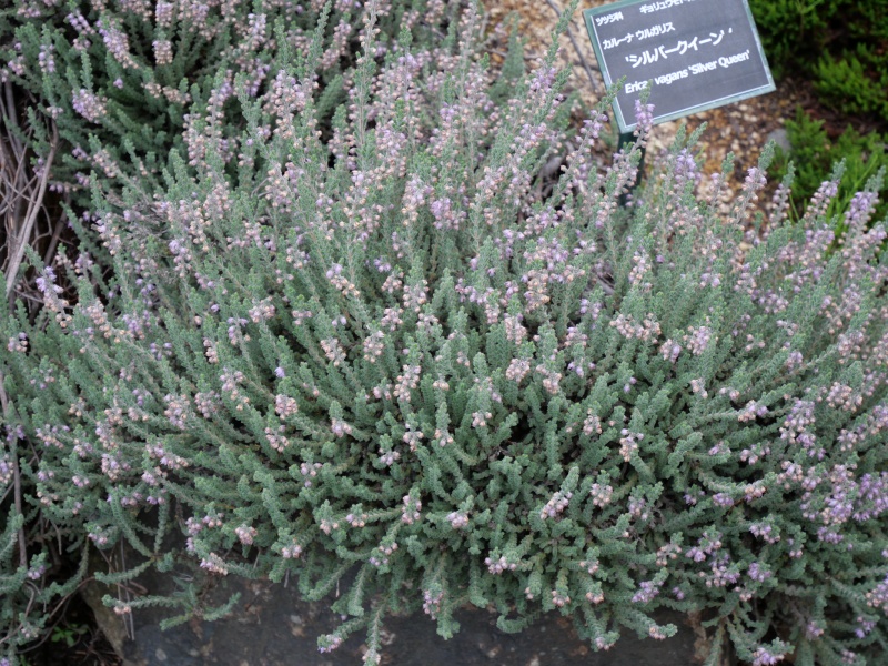 Calluna vulgaris ‘Silver Rose’