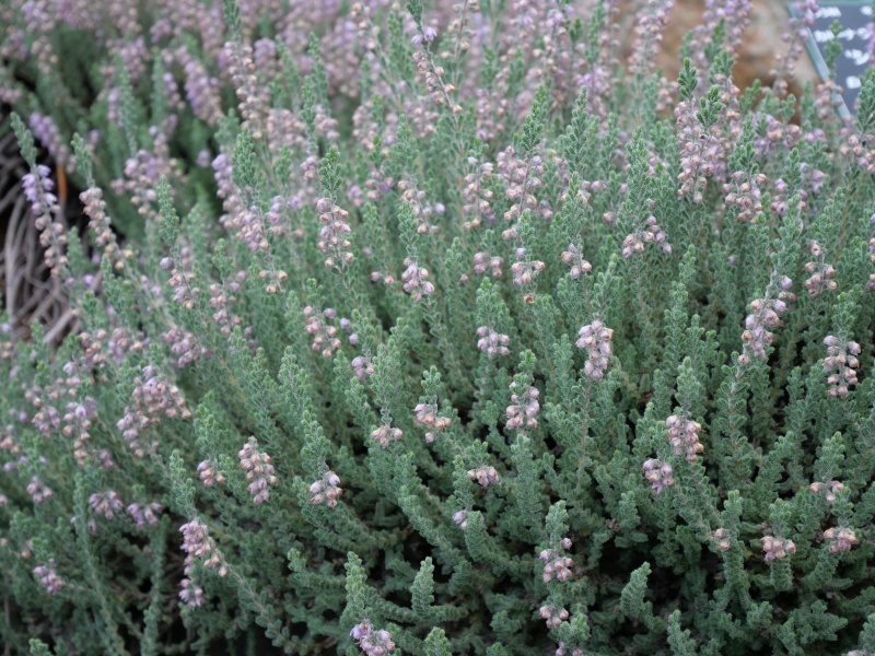 Calluna vulgaris ‘Silver Rose’