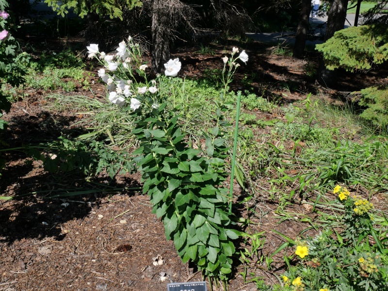 キキョウ ‘ハコネホワイト’(Platycodon grandiflorus ‘Hakone White’)