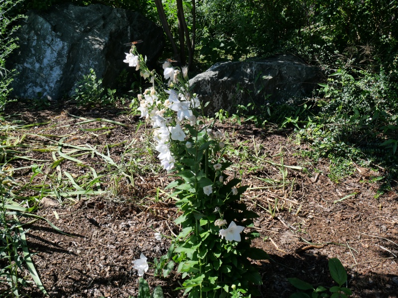 キキョウ ‘ハコネホワイト’(Platycodon grandiflorus ‘Hakone White’)