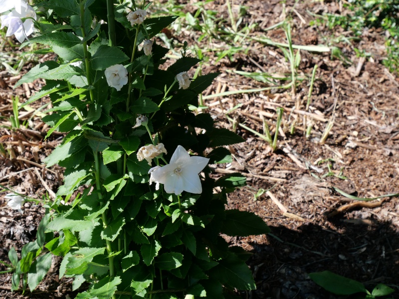 キキョウ ‘ハコネホワイト’(Platycodon grandiflorus ‘Hakone White’)