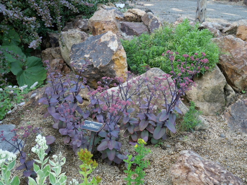 Sedum ‘Karl Funkelstein’