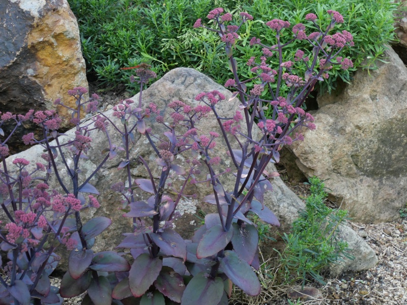 Sedum ‘Karl Funkelstein’