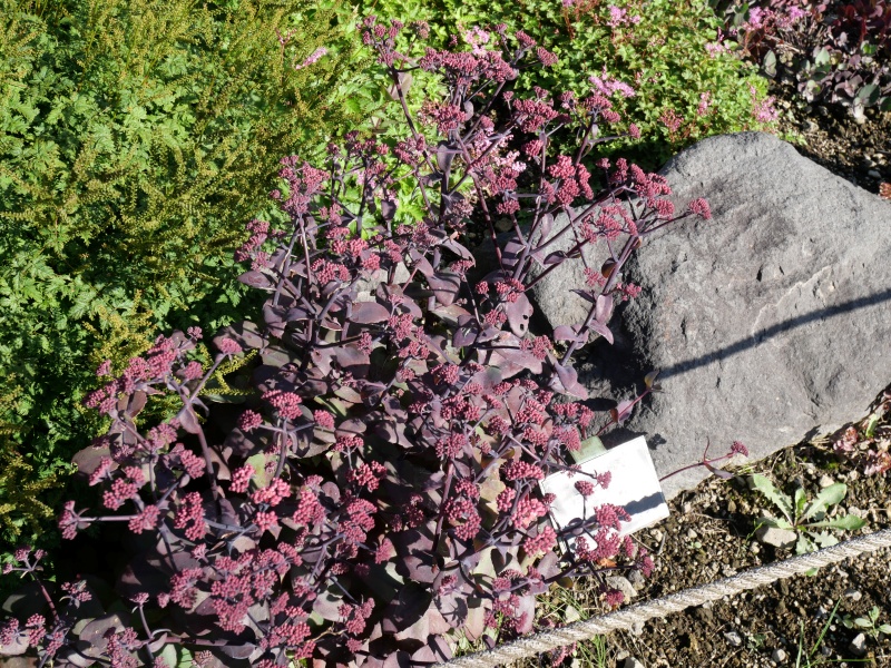 Sedum telephium ‘Xenox’