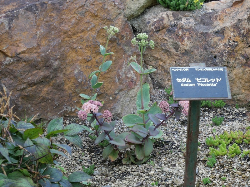 Sedum ‘Picolette’