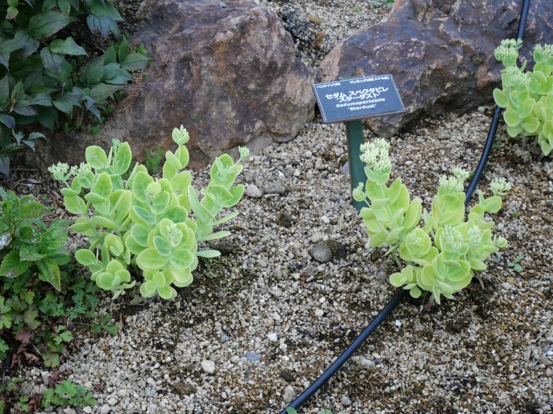 Sedum spectabile ‘Stardust’