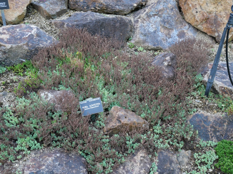 Sedum hispanicum