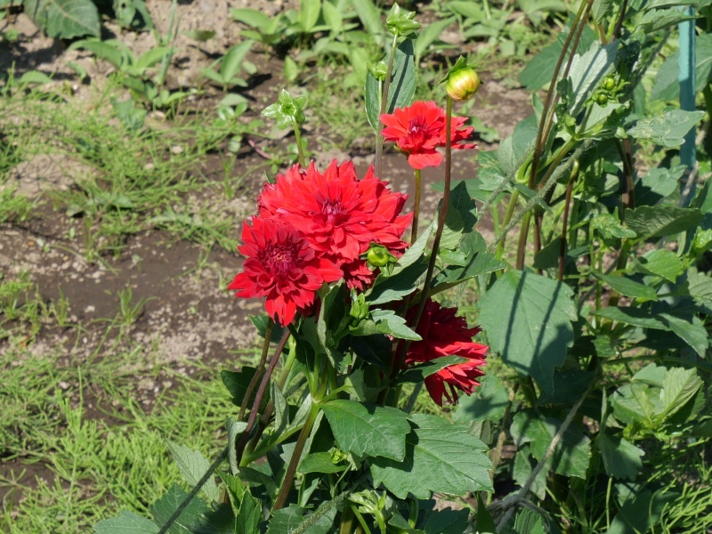 ダリア さんさん