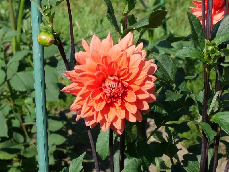 ダリア ブライトオレンジ