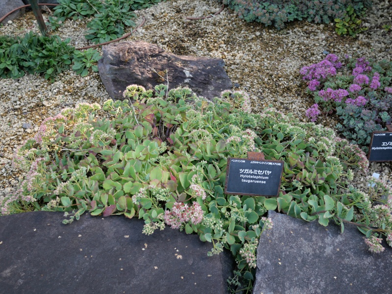 ツガルミセバヤ(Hylotelephium tsugaruense)