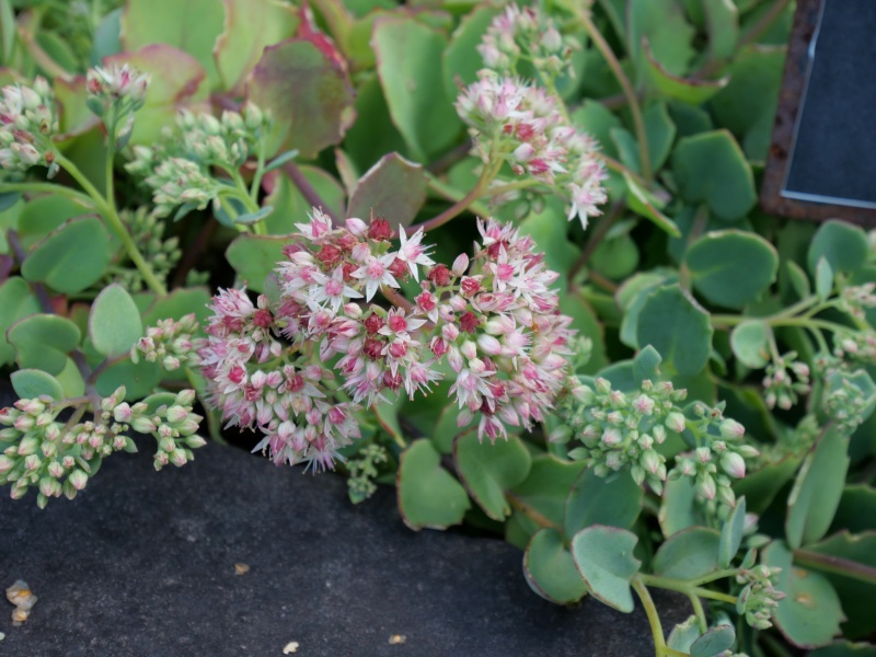 ツガルミセバヤ(Hylotelephium tsugaruense)