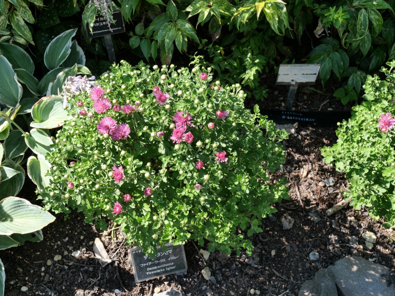 デンドランセマ ‘ファイアーワークス イグルー’(Dendranthema ‘Fireworks Igloo’)