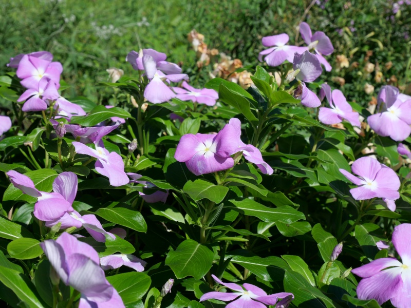 ニチニチソウ(Catharanthus roseus)