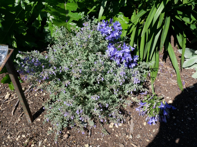 Nepeta ×faassenii ‘Six hills Giant’