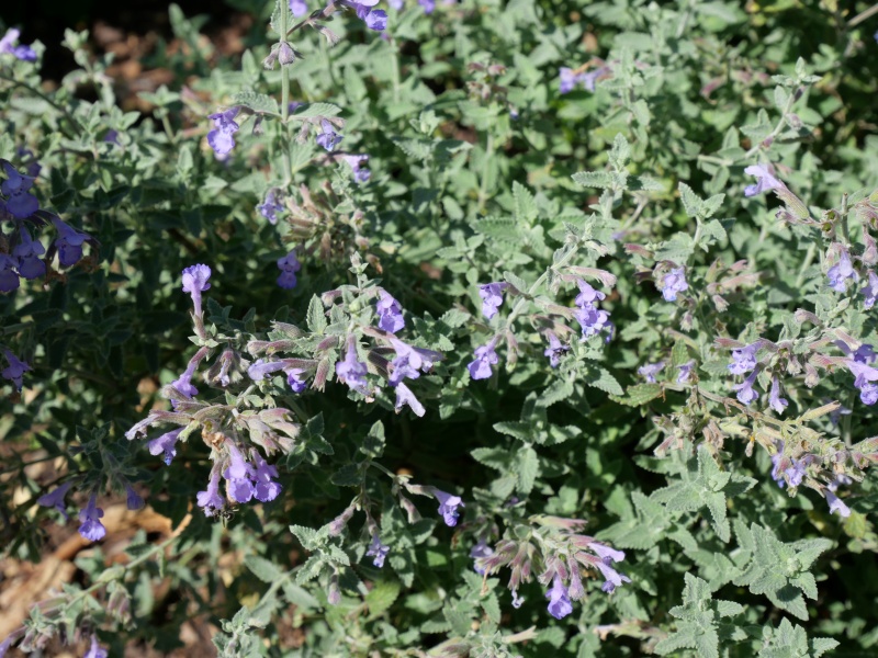 Nepeta ×faassenii ‘Six hills Giant’