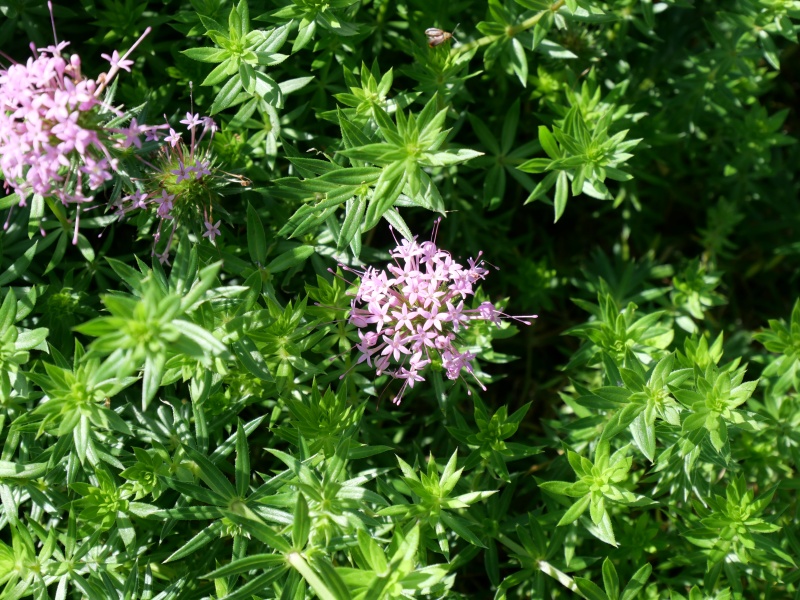 アケボノムグラ(ハナクルマバソウ)(Phuopsis stylosa)