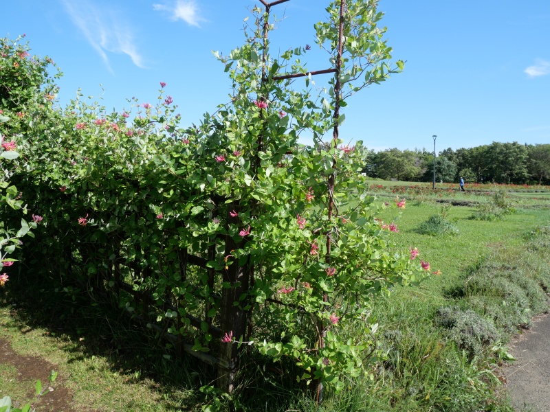 Lonicera periclymenum ‘Honeysuckle’