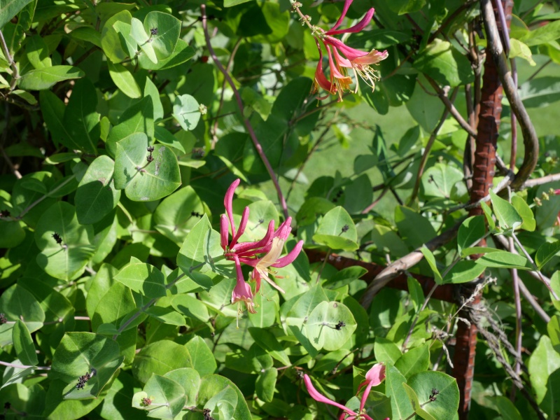 Lonicera periclymenum ‘Honeysuckle’