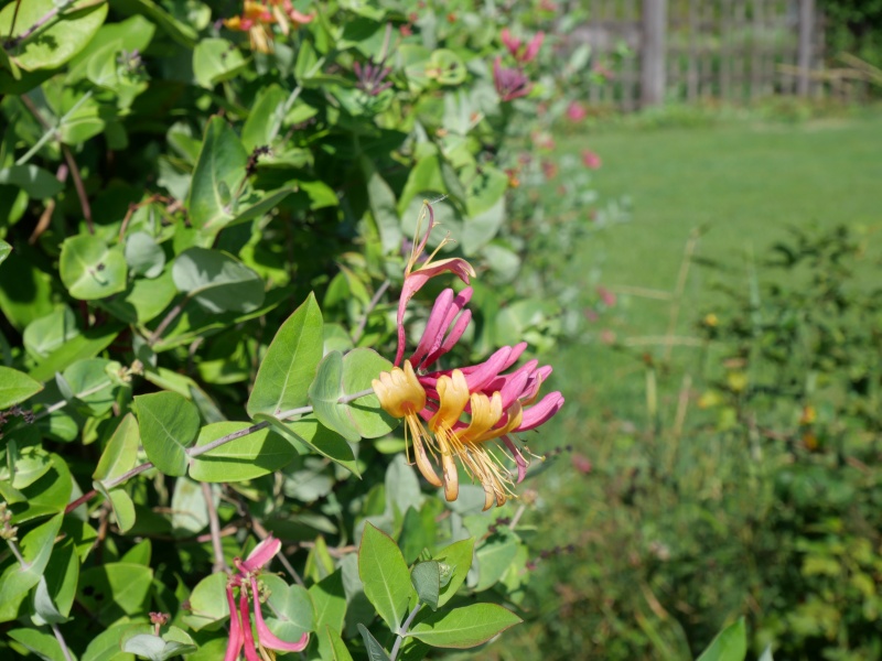 Lonicera periclymenum ‘Honeysuckle’
