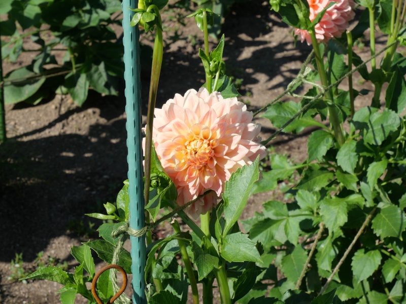 ダリア ハミルトンリリアン