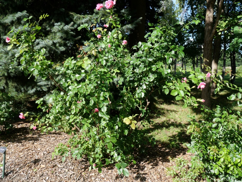 バラ - ケアフリービューティー(Carefree Beauty)