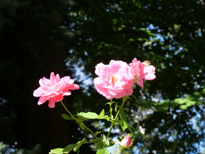 バラ - ケアフリービューティー(Carefree Beauty)