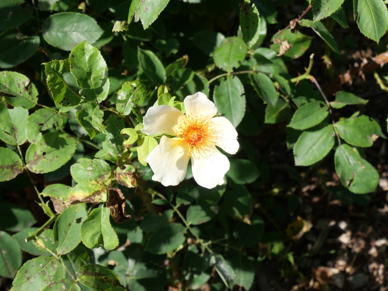 バラ - ゴールデン ウイングス(Golden Wings)