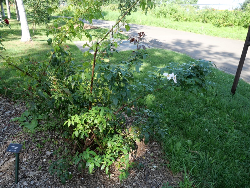 バラ - サリーホームズ(Sally holmes)