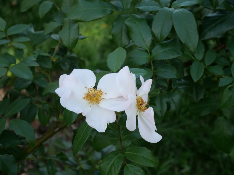 バラ - サリーホームズ(Sally holmes)