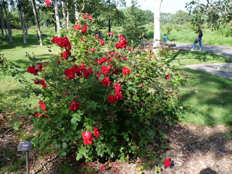 バラ - シャンプレイン(Champlain)