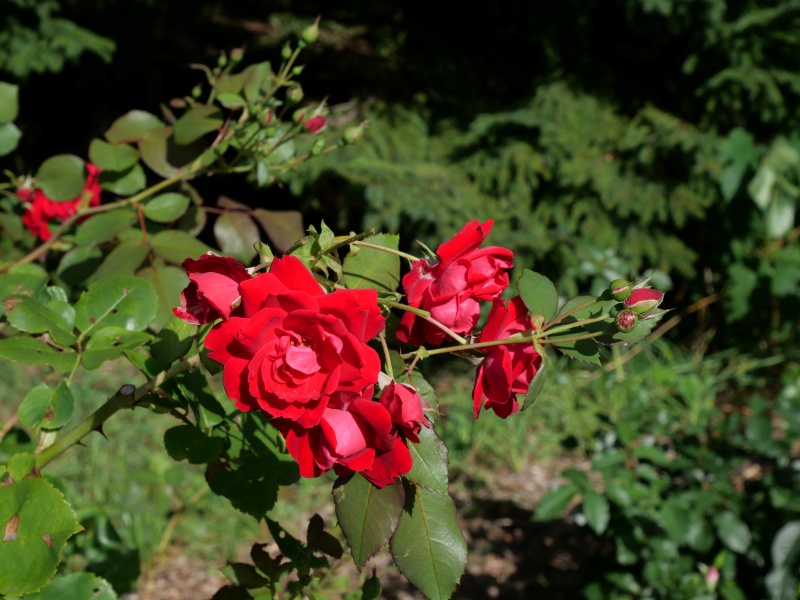 バラ - シャンプレイン(Champlain)