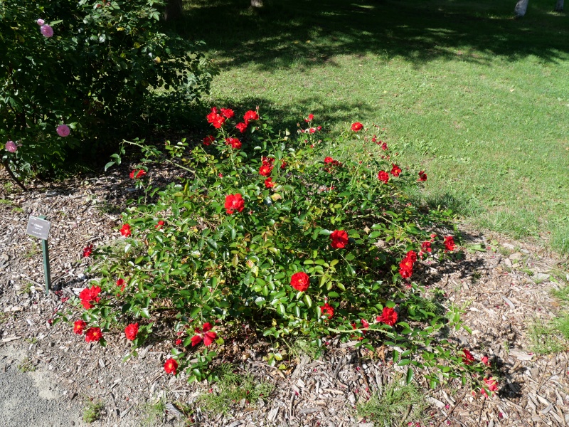 バラ - チルターン(Chilterns)